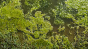 glony nitkowate w oczku wodnym