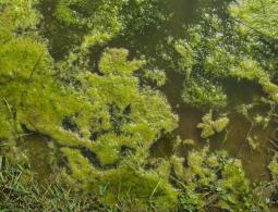 glony nitkowate w oczku wodnym