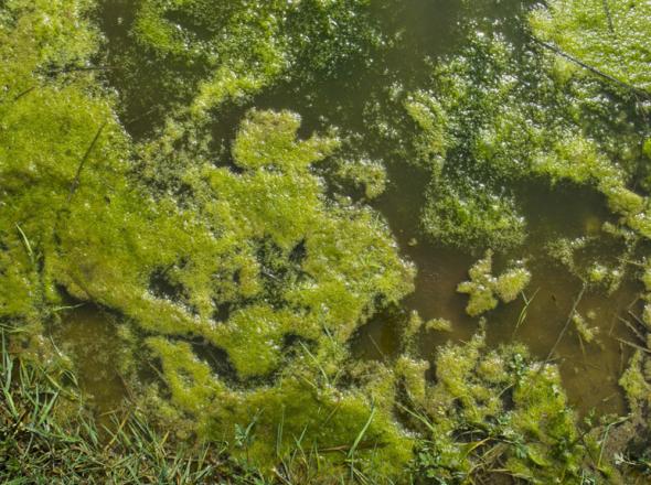 glony nitkowate w oczku wodnym